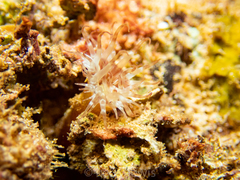 Telmatactis vernonia