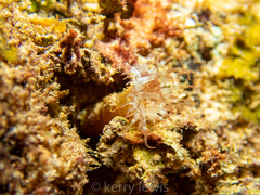 Telmatactis vernonia