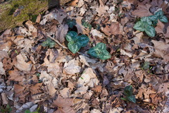 Trillium decumbens