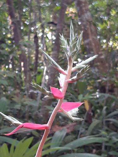 Aechmea pubescens (Aechmea pubescens)