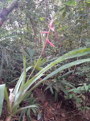 Aechmea pubescens