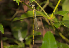 Synlestes selysi