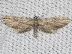 Eupithecia acutipennis
