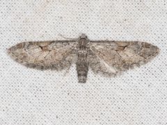 Eupithecia nevadata
