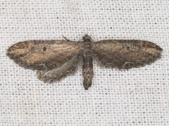 Eupithecia subapicata