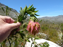 Liparia splendens splendens