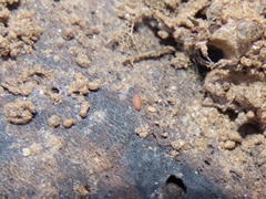 Eurypauropus