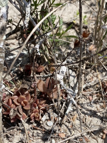 Lenophyllum texanum, photograph 6