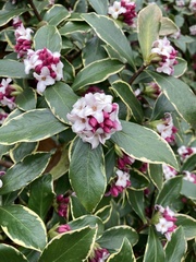 Daphne odora
