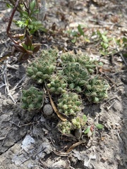 Mammillaria sphaerica