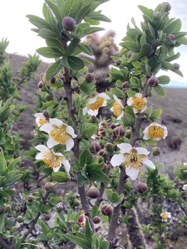 Crossosoma californicum
