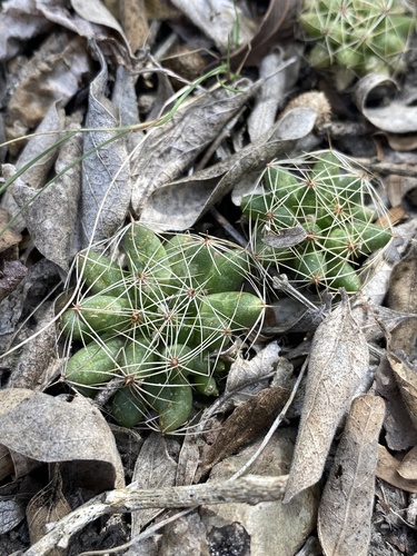 Mammillaria sphaerica