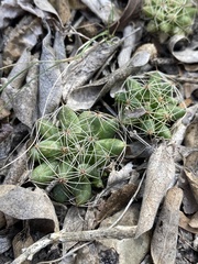 Mammillaria sphaerica