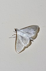 Palpita margaritacea