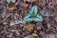 Trillium decumbens