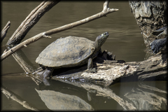 Graptemys ouachitensis