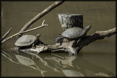 Graptemys ouachitensis