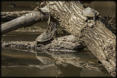 Graptemys ouachitensis