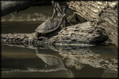 Graptemys ouachitensis