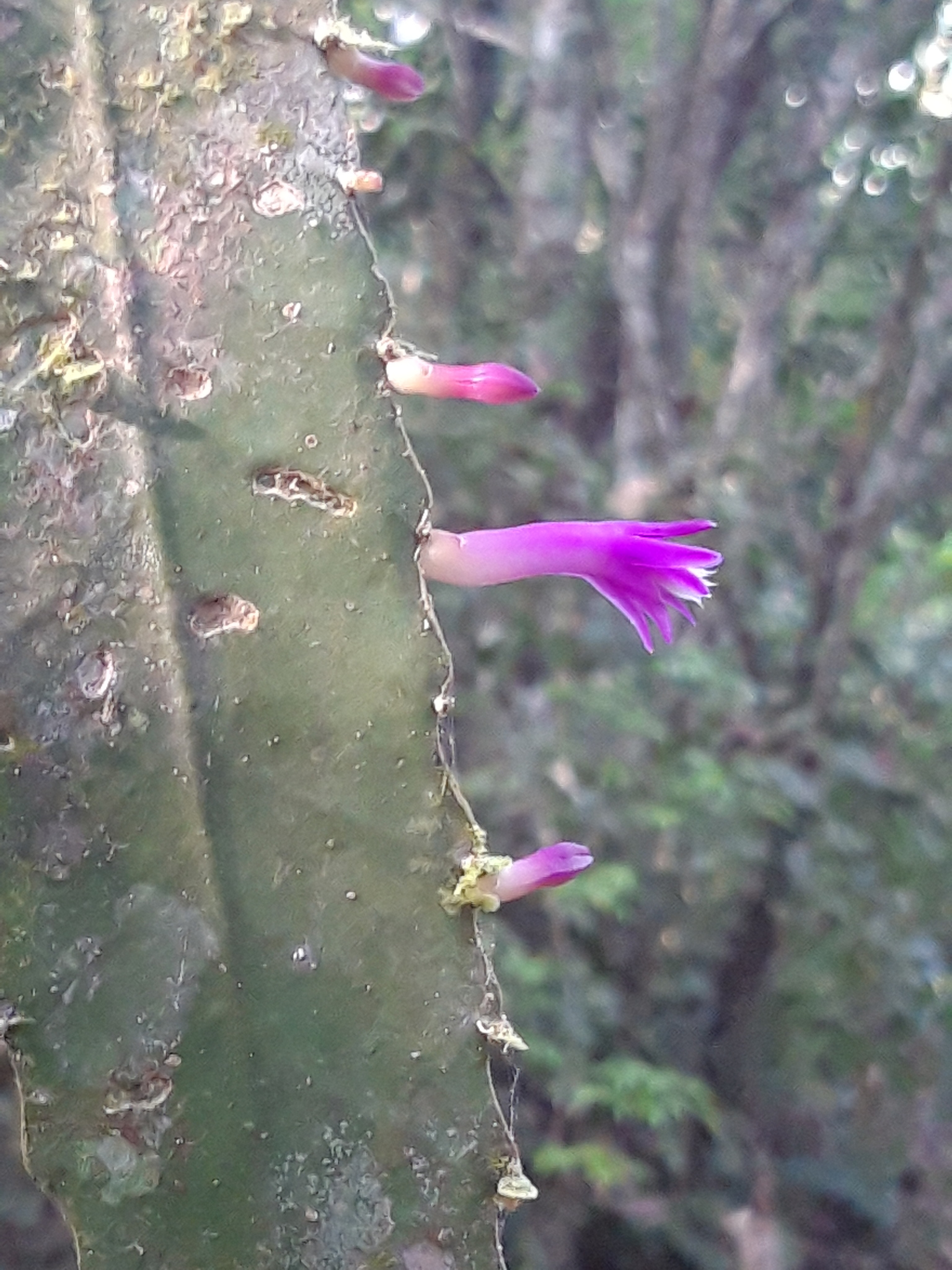Pseudorhipsalis amazonica