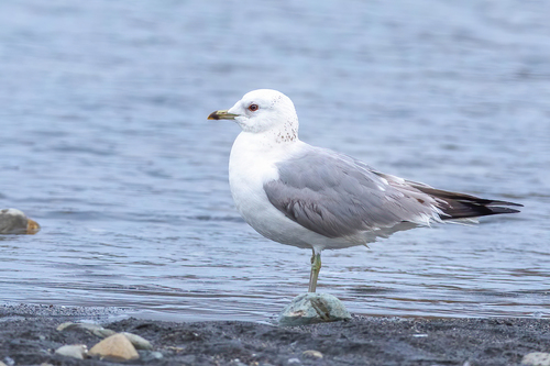 Gaviota cana (Larus canus)