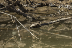 Graptemys ouachitensis