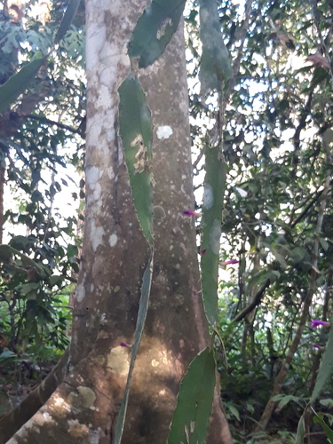 Pseudorhipsalis amazonica, photograph 5