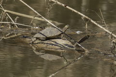 Graptemys ouachitensis