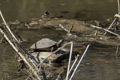 Graptemys ouachitensis