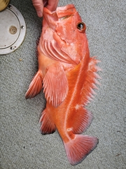 Sebastes ruberrimus