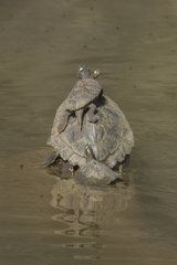 Graptemys ouachitensis