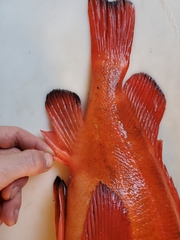 Sebastes ruberrimus