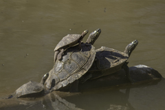 Graptemys ouachitensis