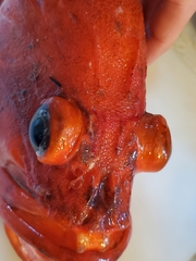 Sebastes ruberrimus