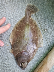 Lepidopsetta bilineata