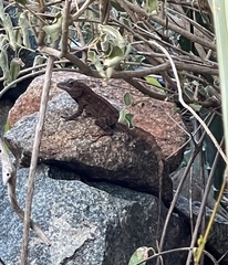 Anolis cristatellus wileyae