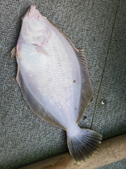Lepidopsetta bilineata