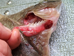 Lepidopsetta bilineata