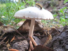 Pluteus pellitus