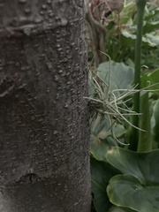 Tillandsia bartramii
