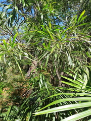 Acacia maidenii