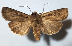 Euxoa idahoensis