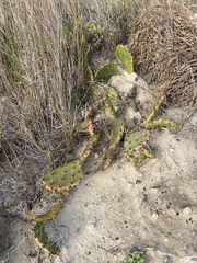 Opuntia fusco-atra