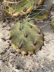 Opuntia fusco-atra