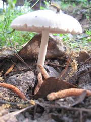 Pluteus pellitus