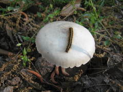 Pluteus pellitus