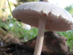 Pluteus pellitus
