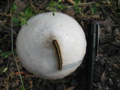 Pluteus pellitus