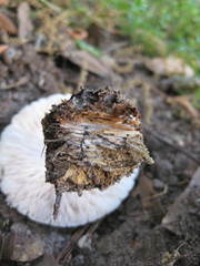 Pluteus pellitus