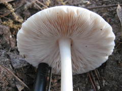Pluteus pellitus